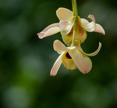 Dendrobium moschatum