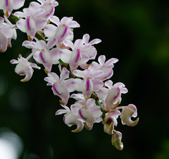 Aerides odorata