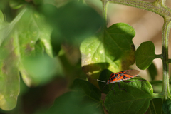 Spilostethus furcula