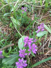 Polygala comosa