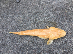 Platycephalus grandispinis