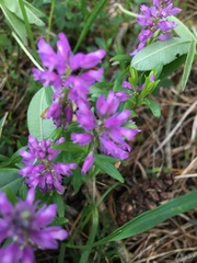 Polygala comosa