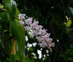 Aerides odorata