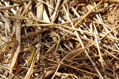 Orthetrum cancellatum