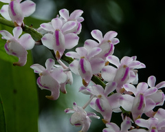 Aerides odorata