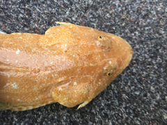 Platycephalus grandispinis