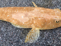 Platycephalus grandispinis