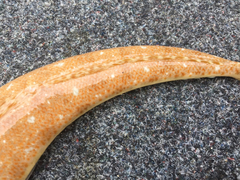 Platycephalus grandispinis