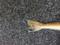 Platycephalus grandispinis