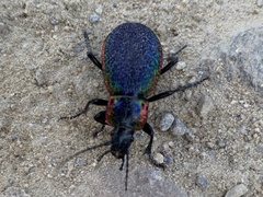 Carabus vietinghoffii