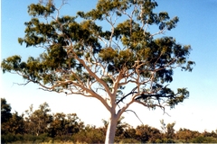 Corymbia aparrerinja