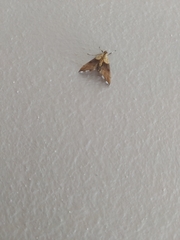 Agrotera nemoralis