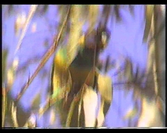 Barnardius zonarius zonarius