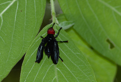 Bromophila caffra