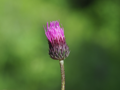 Image of Cirsium pannonicum by (c) carnifex, some rights reserved (CC BY)