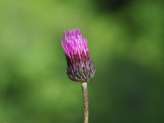 Cirsium pannonicum