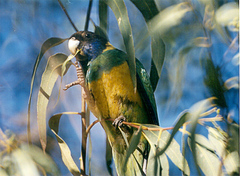 Barnardius zonarius zonarius