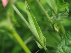 Cirsium pannonicum