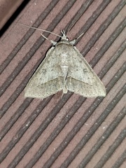 Hypospila creberrima