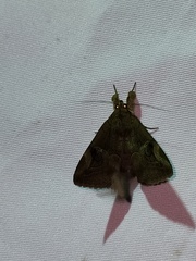 Ommatophora luminosa