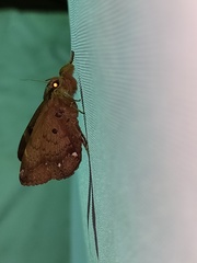 Ommatophora luminosa