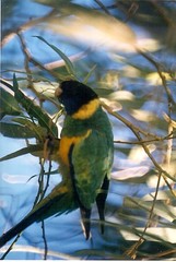 Barnardius zonarius zonarius