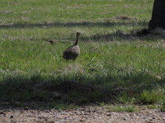 Rhynchotus rufescens