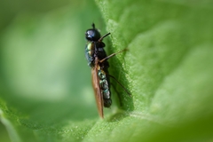 Chloromyia