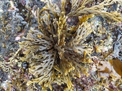 Xiphophora chondrophylla