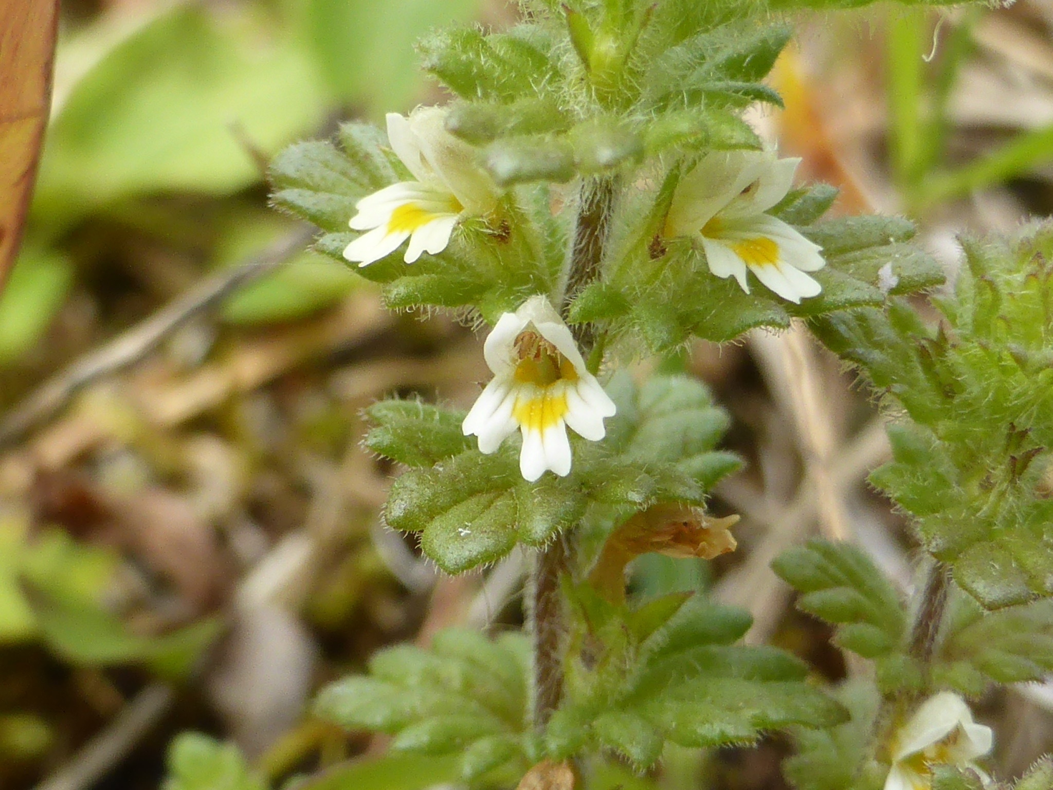 Euphrasia mollis