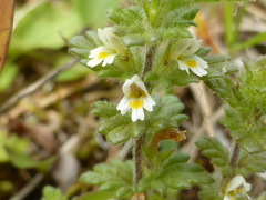 Euphrasia mollis