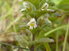 Euphrasia mollis