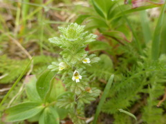 Euphrasia mollis