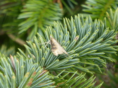 Udea itysalis
