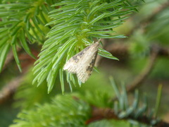 Udea itysalis