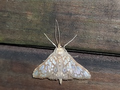 Neoanalthes nebulalis