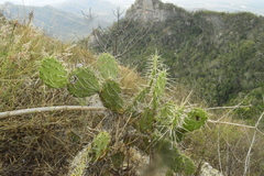 Opuntia feroacantha