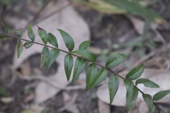Austromyrtus