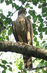 Accipiter gentilis