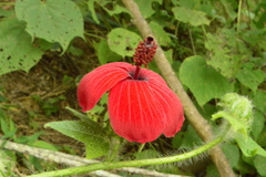 Hibiscus uncinellus