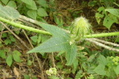 Hibiscus uncinellus