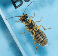 Pamphilius varius