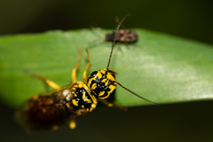 Pamphilius varius
