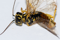 Pamphilius varius