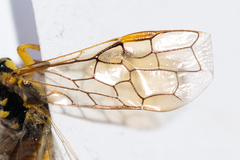 Pamphilius varius