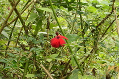 Hibiscus uncinellus