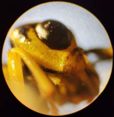 Pamphilius varius