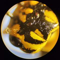 Pamphilius varius