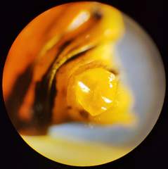 Pamphilius varius