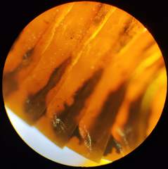 Pamphilius varius